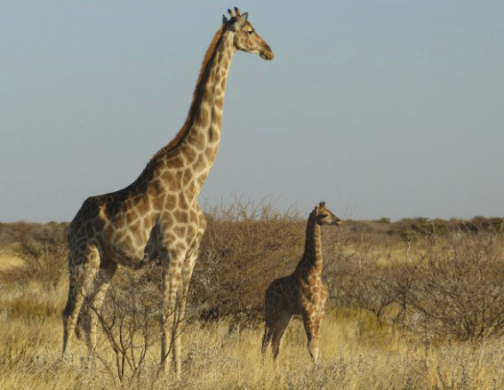 Namibia